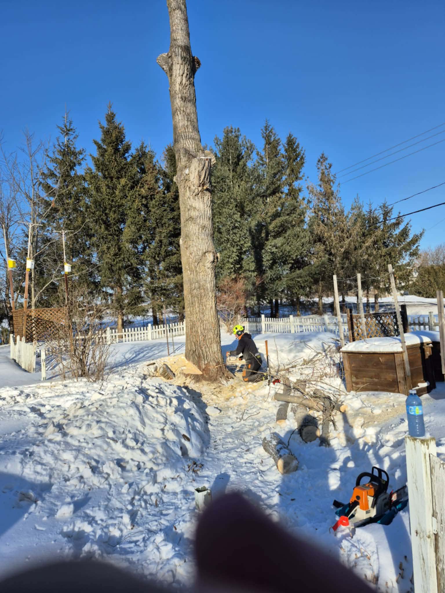 Abattage d'un grand arbre en hiver dans une cour de Saint-Jean-sur-Richelieu