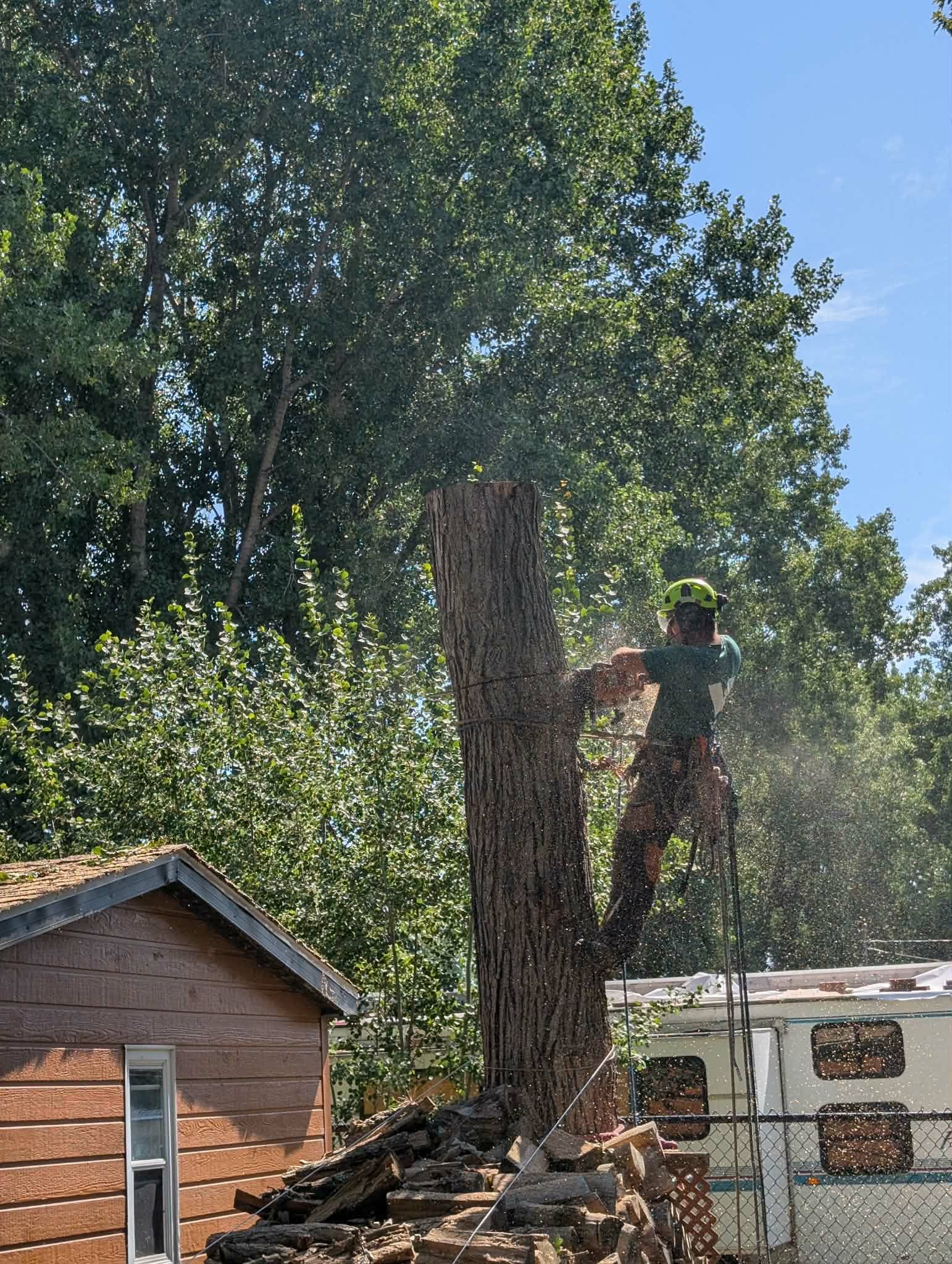 Abattage d'un arbre par sections en espace restreint, avec tronçonneuse et cordes, en Montérégie