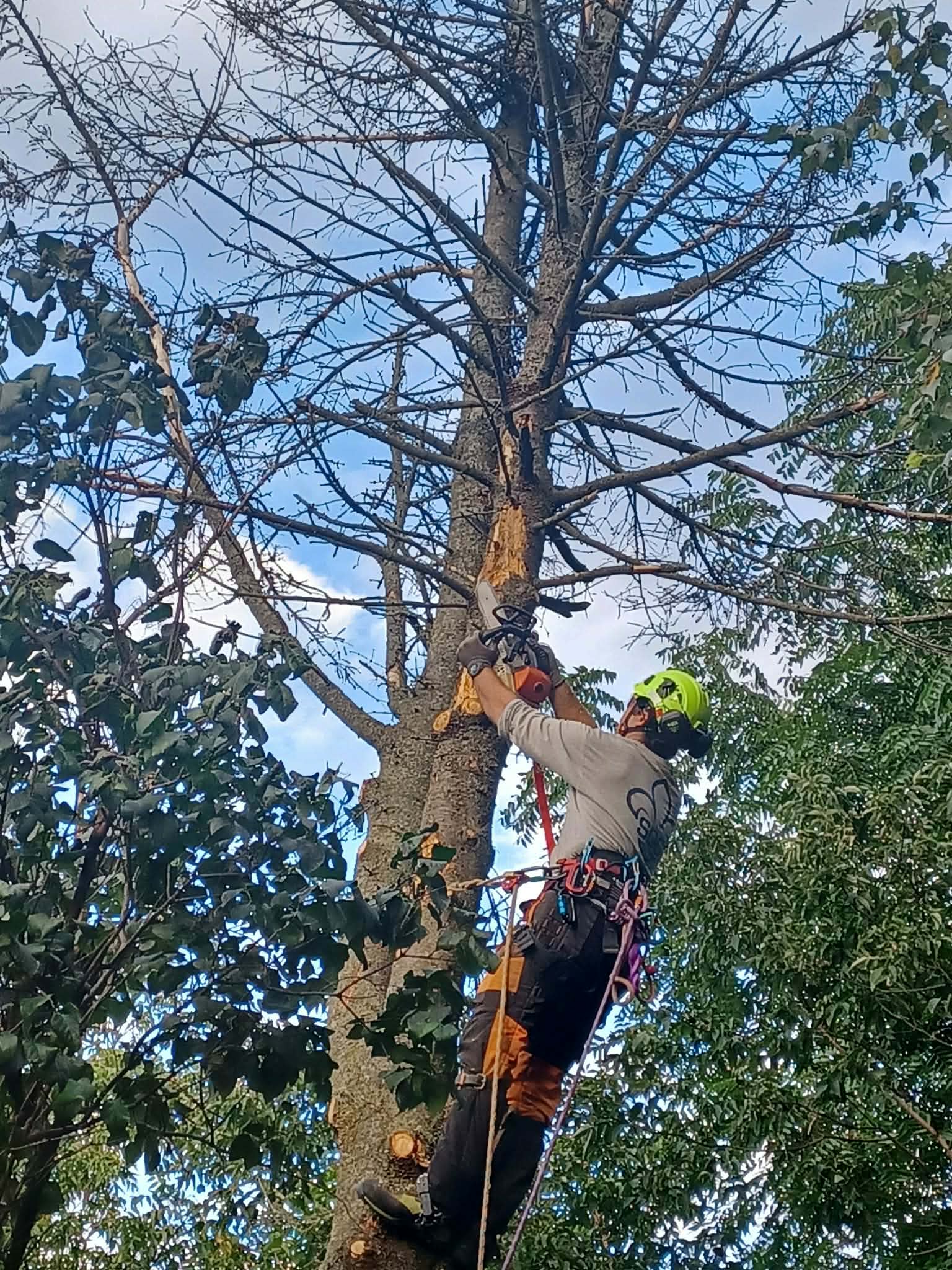 Arboriste sciant les branches mortes d'un frêne dépéri sur la Rive-Sud