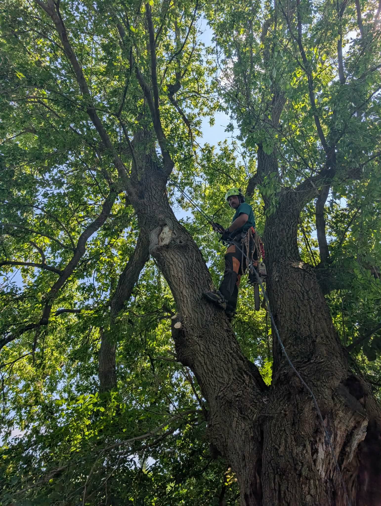 Arboriste encordé en hauteur dans un arbre mature pour un émondage de précision en Montérégie