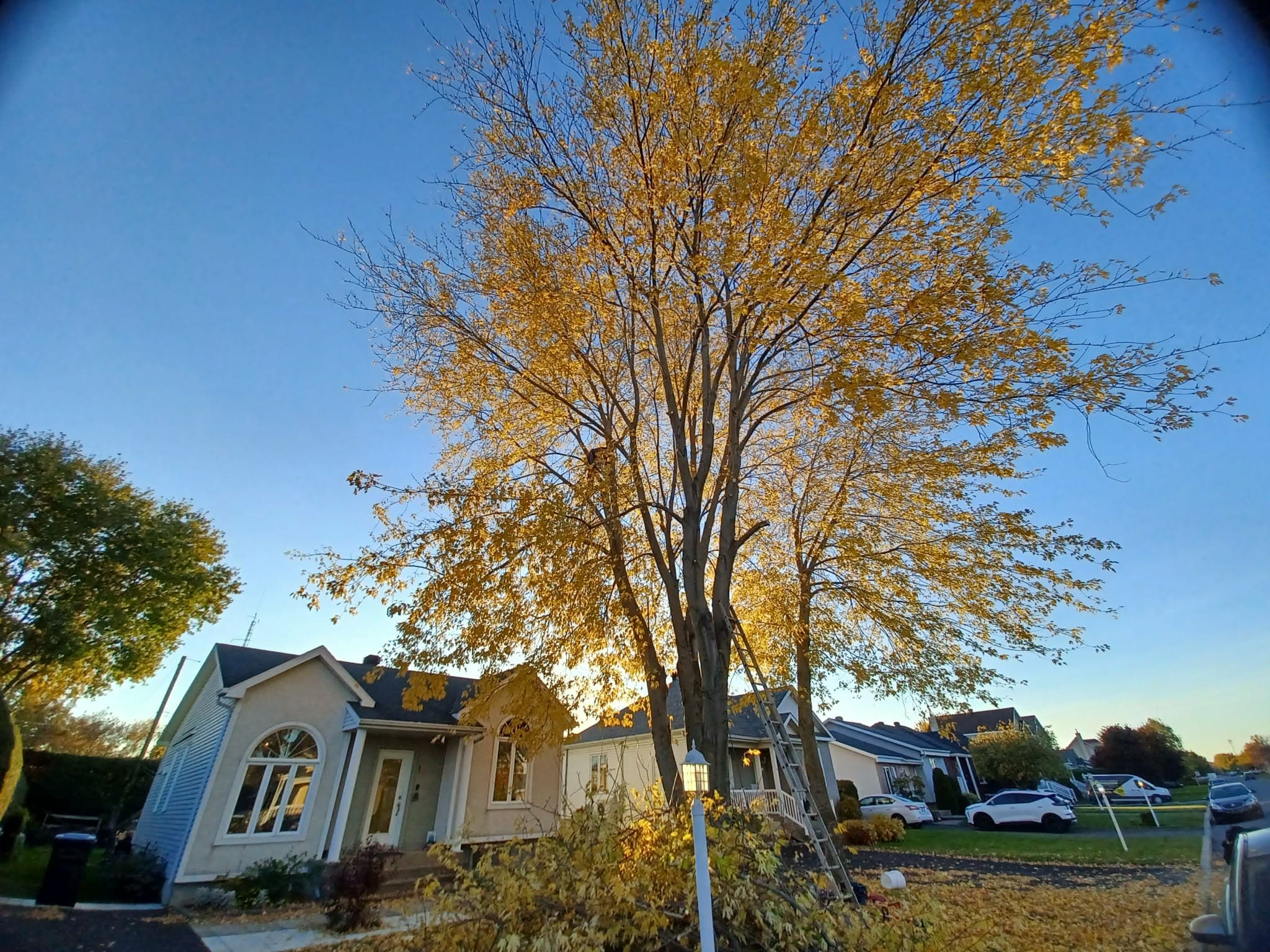 Arboriste de Nova Arbo au travail dans un érable d'automne, rue résidentielle de Saint-Jean-sur-Richelieu