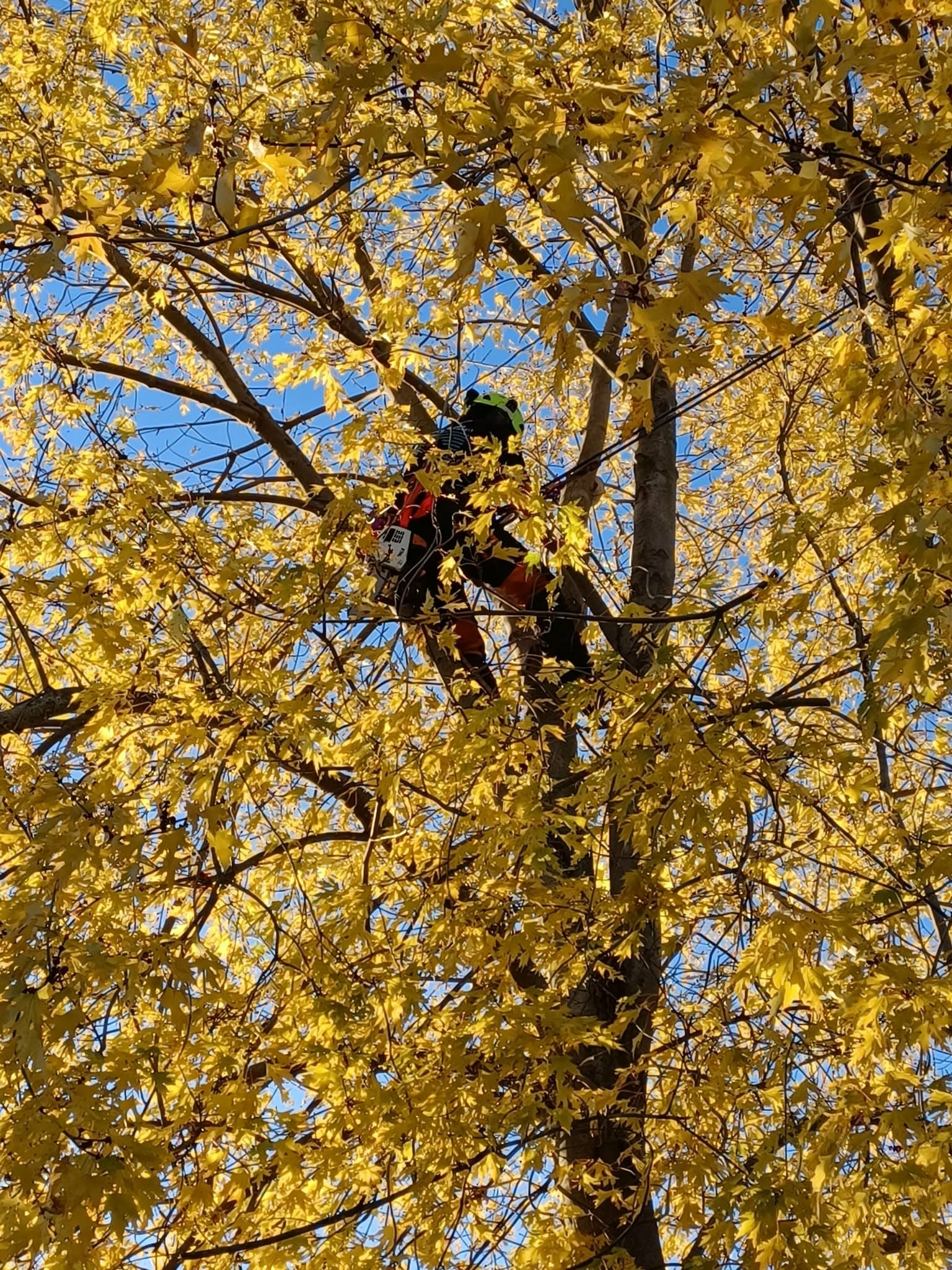 Arboriste au travail dans un érable au feuillage doré, en automne